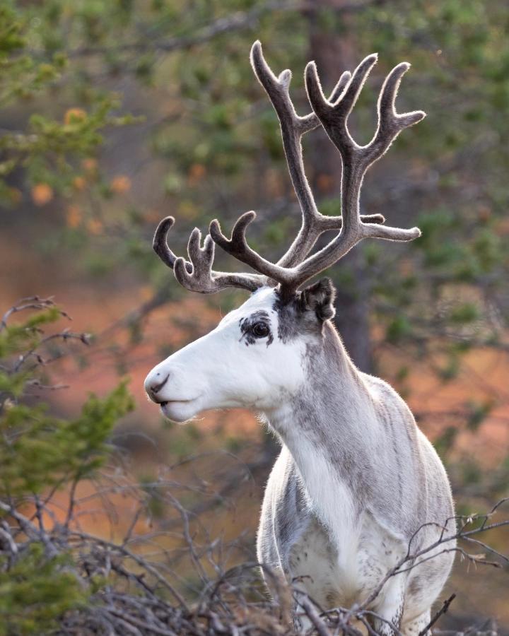 Lapland Dream Villas Rauhala Ngoại thất bức ảnh